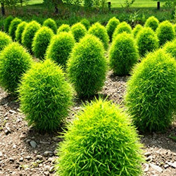 50 Seeds of Premium Kochia