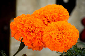 Orange Marigold Genda Seeds (100)