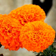 Orange Marigold Genda Seeds (100)