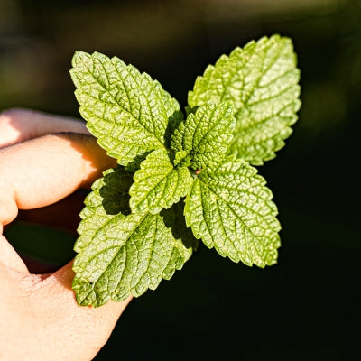 100 Seeds of Mint (पुदीना बीज)