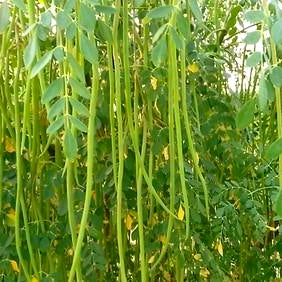 10 Seeds of Drumsticks/ Moringa/Saijan Ki Phalli/ Murangai/ Sambhar Stick