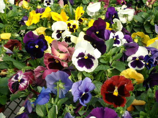 150 Premium Hybrid Flowers Seeds of Pansy & Dahlia