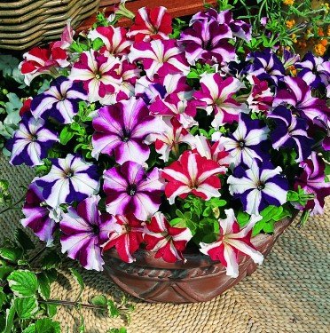 500 Premium Seeds of Petunia Mixed Flower with Instruction Manual