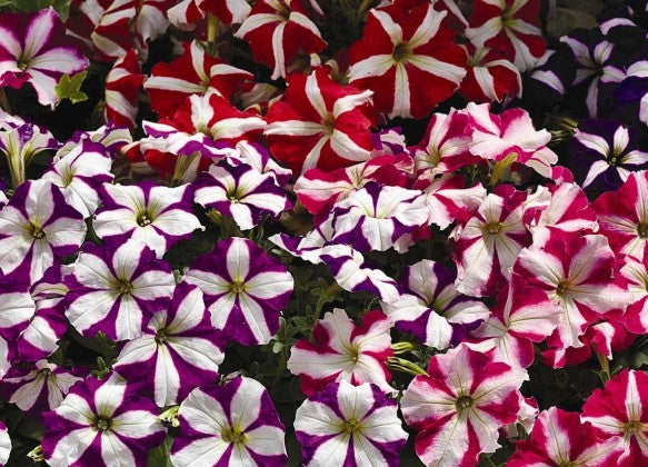 500 Premium Seeds of Petunia Mixed Flower