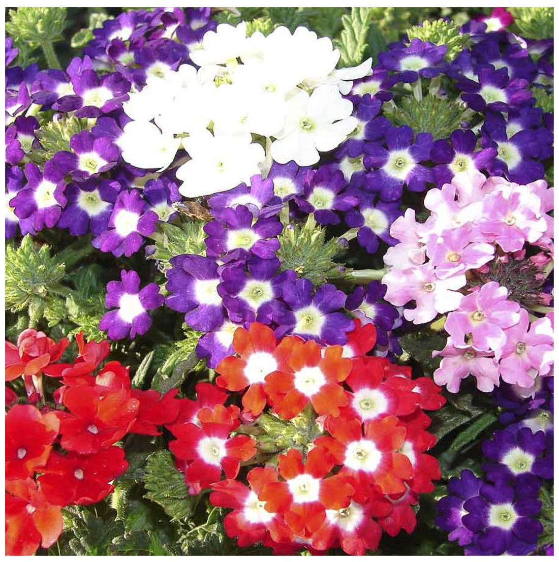 150 Premium Hybrid Seeds of Verbana I F & Phlox