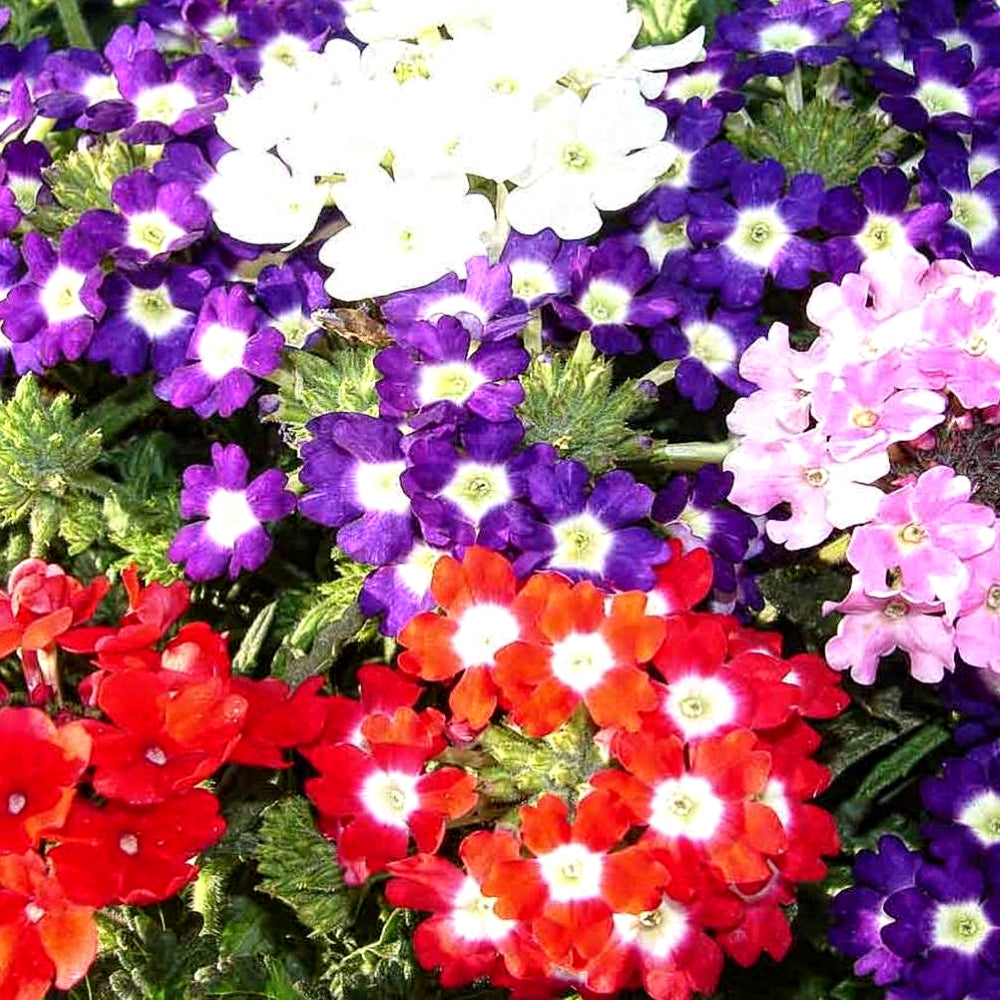 200 Premium Hybrid Seeds of Pansy & Verbana