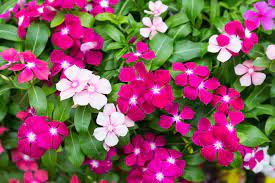 100 बीज सदाबहार फूलों के (Vinca Flowers)