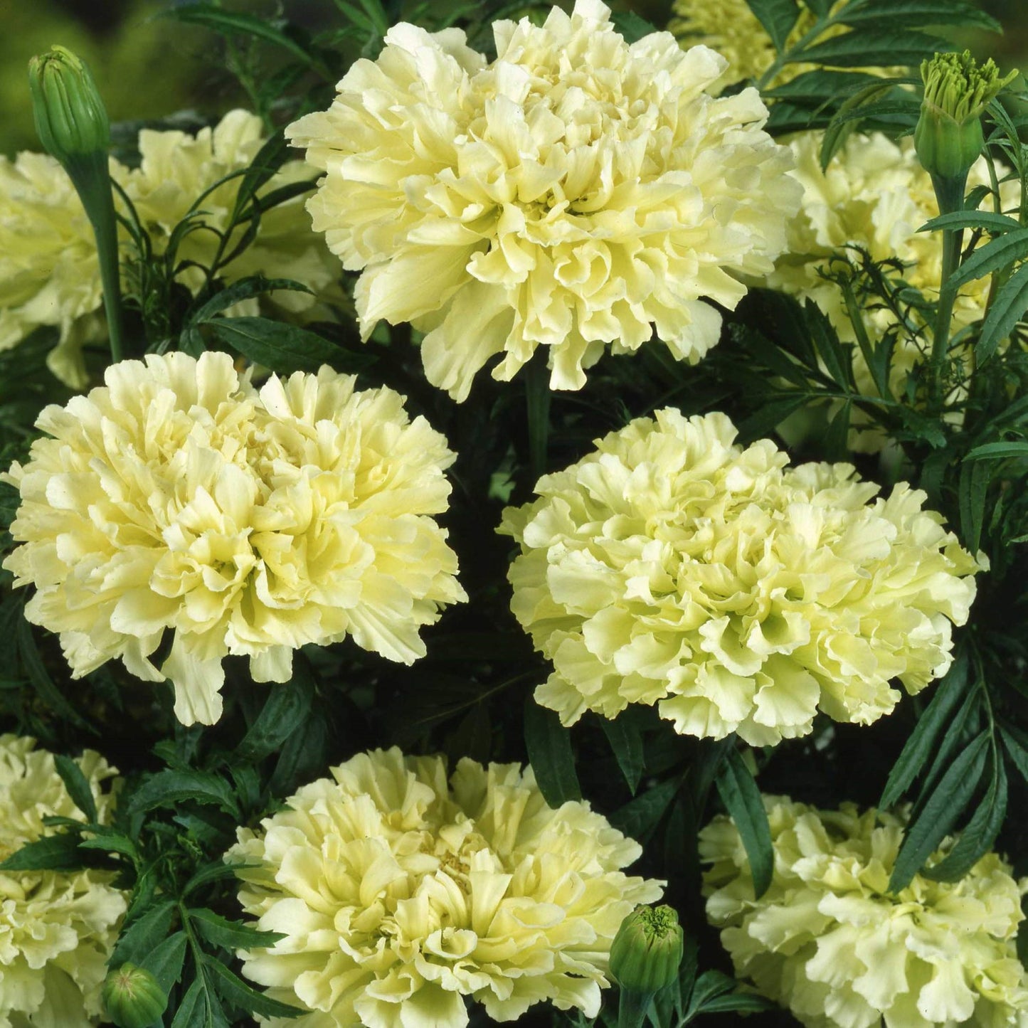 Premium Safed Genda Phool (50 seeds)