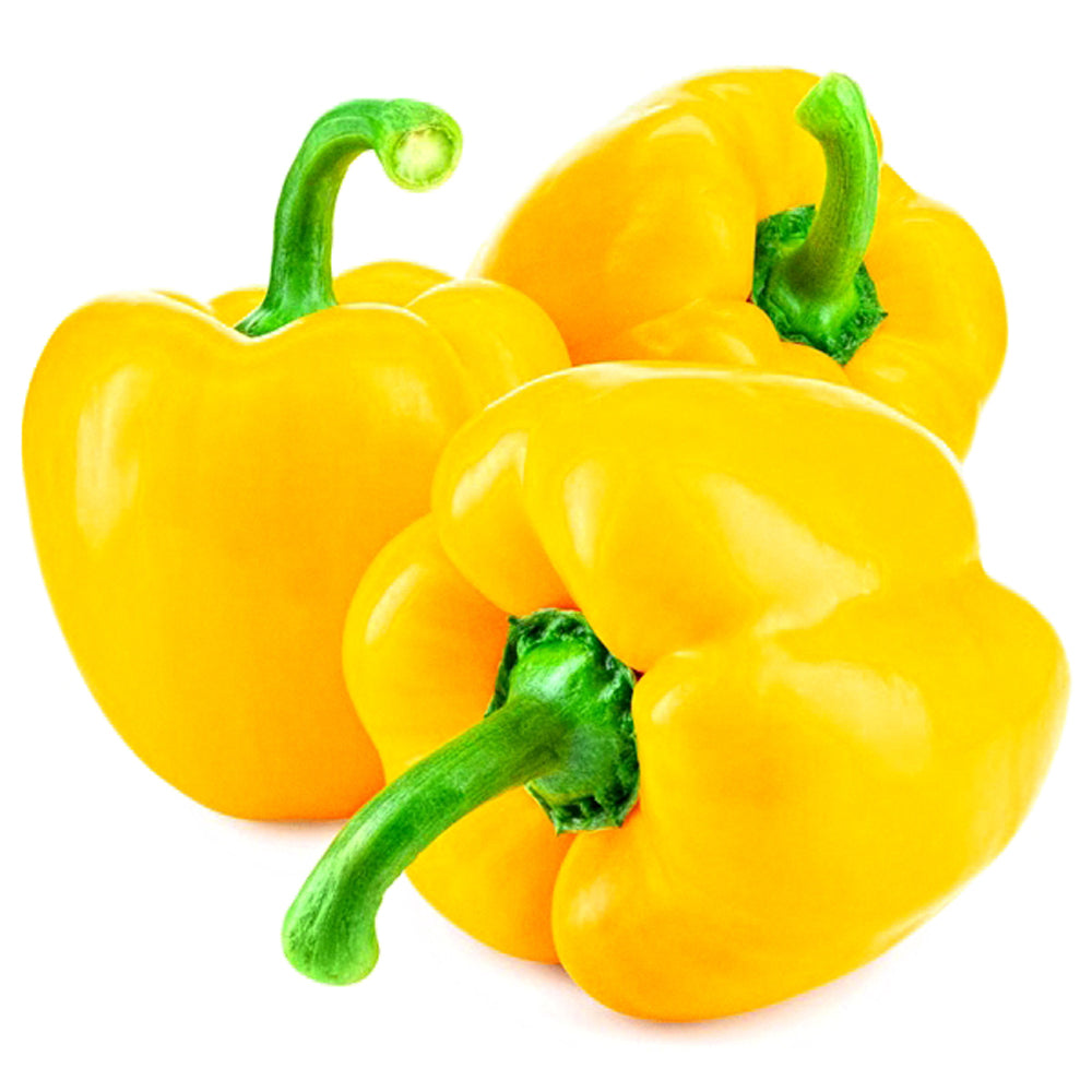 Premium Hybrid Red, Yellow & Green Capsicum (110 Seed)