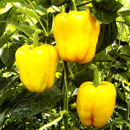 Premium Hybrid Yellow Capsicum Seeds (30 Seeds) with Instruction Sheet