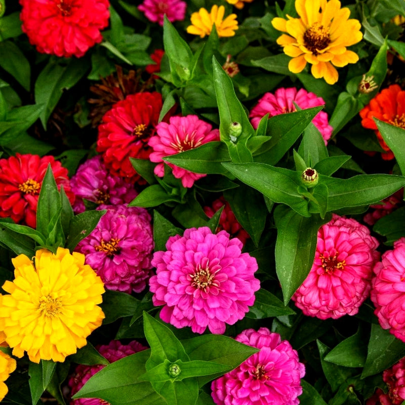 50 Zinnia Lilliput (झिननिया लिलिपुट) Flowers